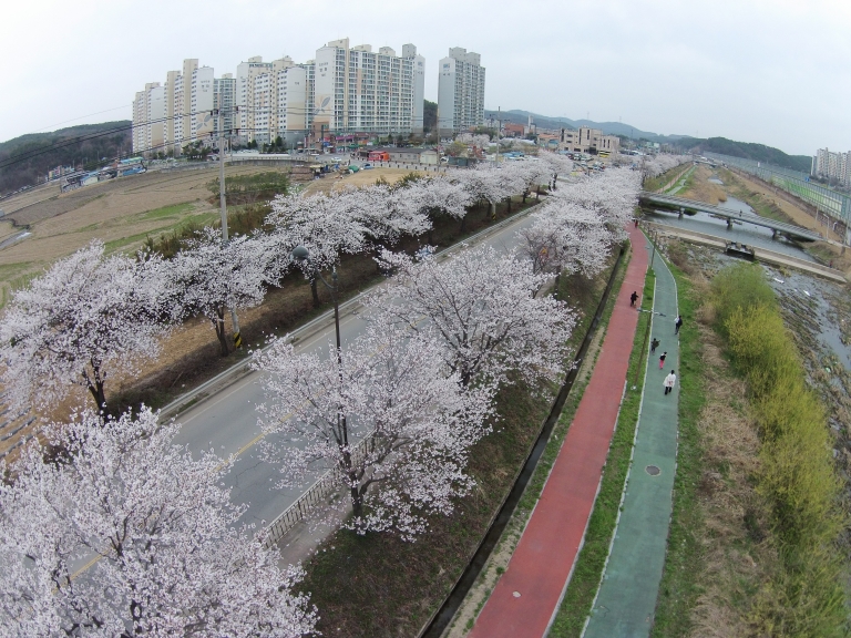 고림동 벚꽃길 동영상 버전…