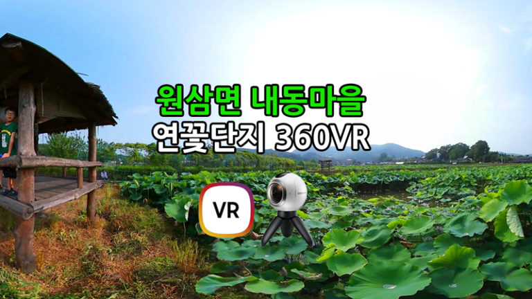 내동마을 연꽃단지