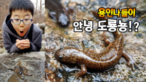 양지면에서 만난 도룡뇽