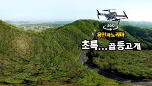 초록으로 변한 곱등고개