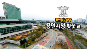 용인시청 앞 벚꽃길