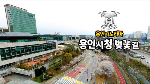 용인시청 앞 벚꽃길