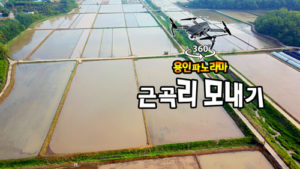 백암면 근곡리 모내기 풍경