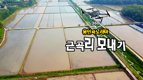 백암면 근곡리 모내기 풍경