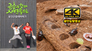 4K힐링영상 “용인곤충테마파크” 나들이