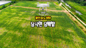 4K 힐링영상 “남사면 담배밭”