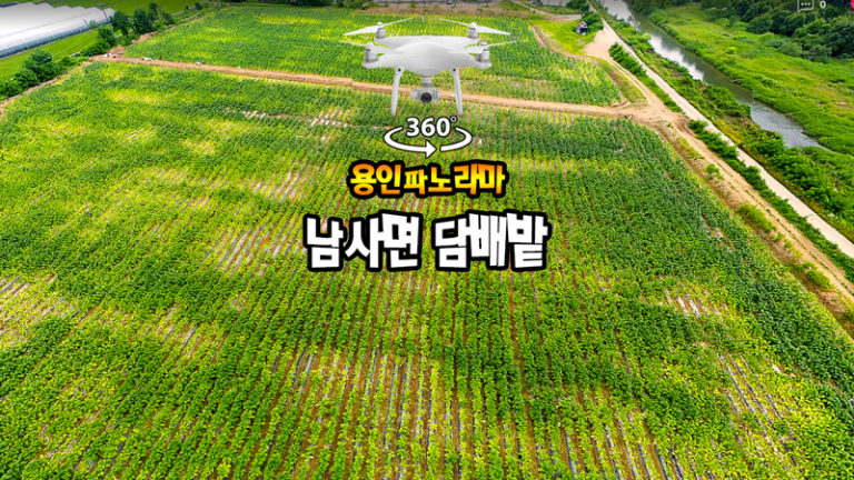 4K 힐링영상 “남사면 담배밭”