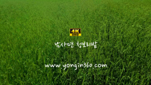 4K힐링영상 “남사면 청보리밭”