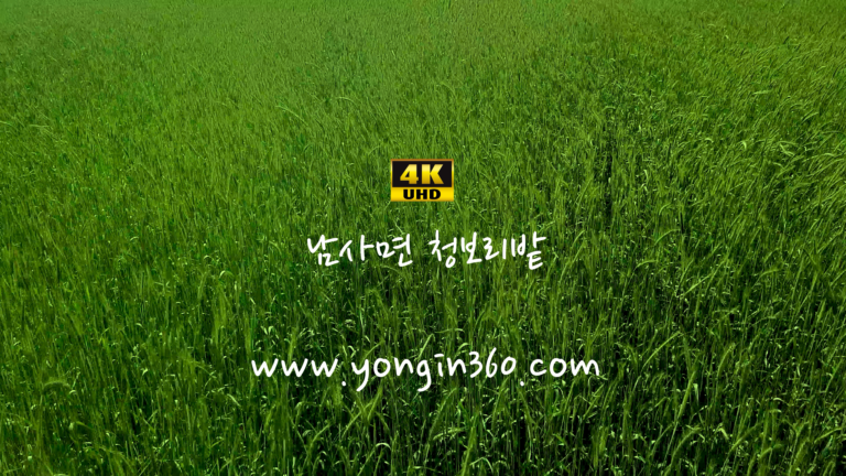 4K힐링영상 “남사면 청보리밭”